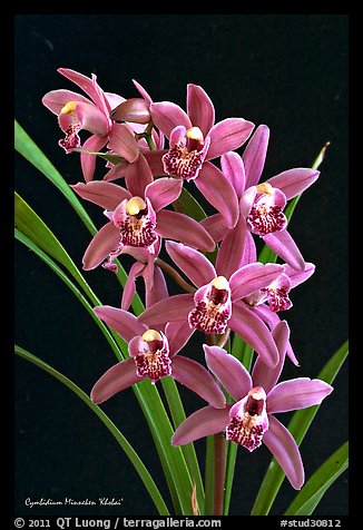 Cymbidium Minneken 'Khobai'. A hybrid orchid (color)