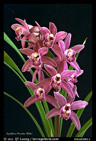 Cymbidium Minneken 'Khobai'. A hybrid orchid