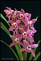 Cymbidium Minneken 'Khobai'. A hybrid orchid ( color)