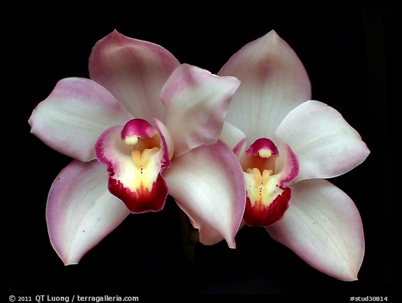 Cymbidium Old Brenda 'Suave'. A hybrid orchid (color)
