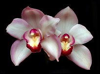 Cymbidium Old Brenda 'Suave'. A hybrid orchid ( color)