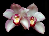 Cymbidium Old Brenda 'Suave'. A hybrid orchid (color)