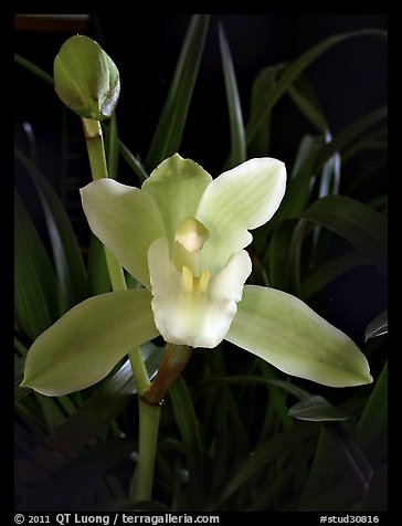 Cymbidium Oriental Elf 'Elegant'. A hybrid orchid (color)