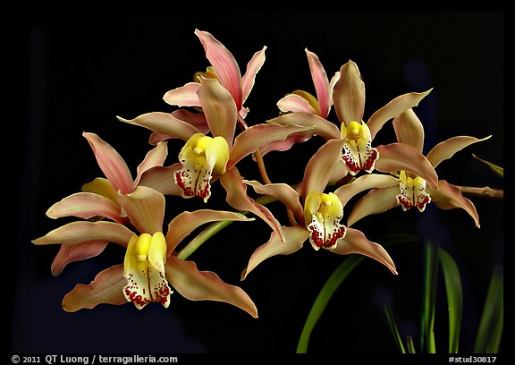 Cymbidium Pepper's Fire 'Fiesta' Flower. A hybrid orchid