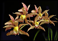 Cymbidium Pepper's Fire 'Fiesta' Flower. A hybrid orchid (color)