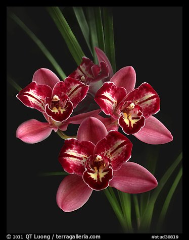 Cymbidium Pipeta 'Royal Gem' Flower. A hybrid orchid (color)