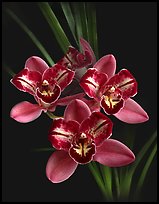 Cymbidium Pipeta 'Royal Gem' Flower. A hybrid orchid ( color)