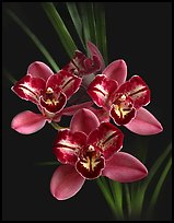 Cymbidium Pipeta 'Royal Gem' Flower. A hybrid orchid (color)