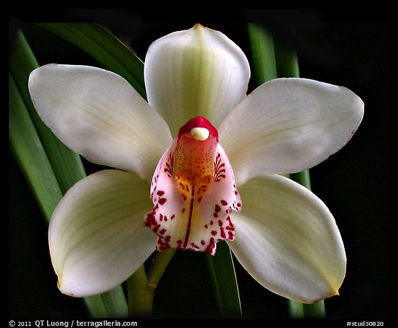 Cymbidium Peter Dawson 'Granadier'. A hybrid orchid (color)