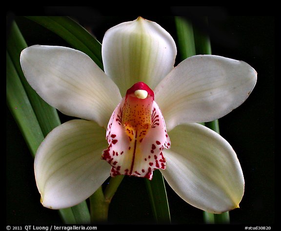 Cymbidium Peter Dawson 'Granadier'. A hybrid orchid