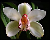 Cymbidium Peter Dawson 'Granadier'. A hybrid orchid