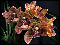 Cymbidium Cymbidium Pinata. A hybrid orchid (color)