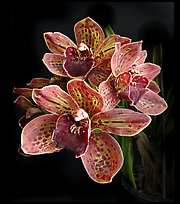 Cymbidium Pinata Flower. A hybrid orchid (color)