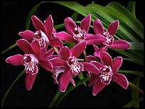 Cymbidium Pipeta 'Magenta'. A hybrid orchid ( color)