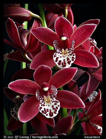 Cymbidium Pipeta 'Royal Gem' Flower. A hybrid orchid (color)