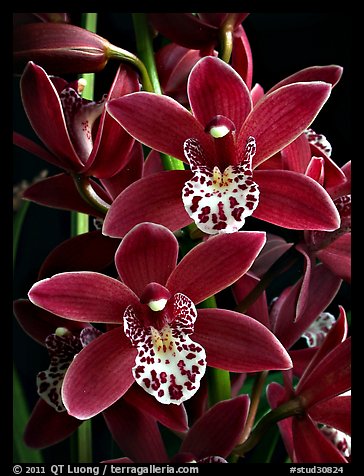 Cymbidium Pipeta 'Royal Gem' Flower. A hybrid orchid