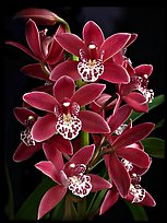 Cymbidium Pipeta 'Royal Gem'. A hybrid orchid (color)