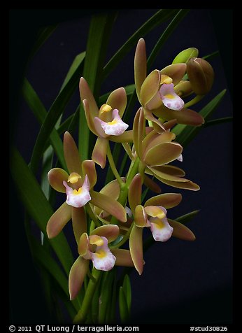 Cymbidium pumilum semi album.  A species orchid.. A hybrid orchid (color)