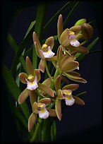 Cymbidium pumilum semi album.  A species orchid.. A hybrid orchid (color)