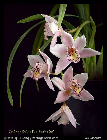 Radiant Beam 'Mother's Love'. A hybrid orchid (color)