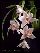 Radiant Beam 'Mother's Love'. A hybrid orchid