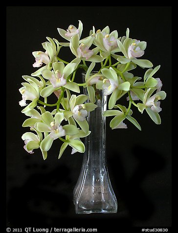 Cymbidium Sarah Jean 'Crystal Fall'. A hybrid orchid (color)