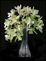Cymbidium Sarah Jean 'Crystal Fall'. A hybrid orchid (color)