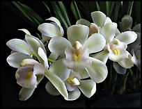 Cymbidium Sarah Jean 'Ice Cascades'. A hybrid orchid ( color)