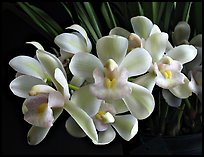 Cymbidium Sarah Jean 'Ice Cascades'. A hybrid orchid