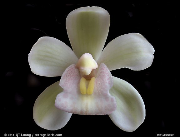 Sarah Jean 'Ice Cascades' Flower. A hybrid orchid (color)