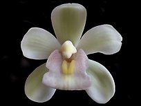 Sarah Jean 'Ice Cascades' Flower. A hybrid orchid ( color)