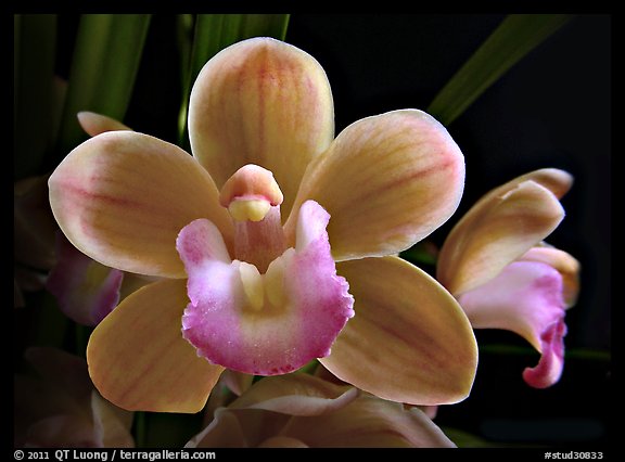 Cymbidium Sarah Jean 'Trish' Flower. A hybrid orchid (color)