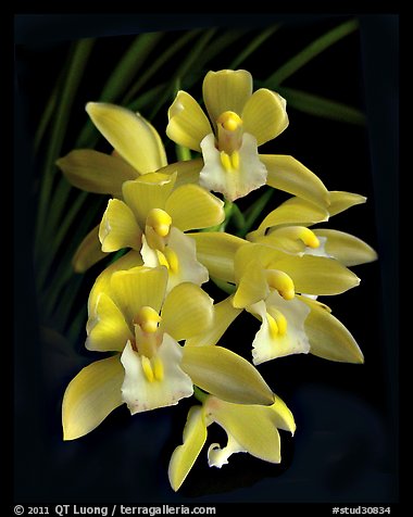 Cymbidium Sarah Jean 'Yellow Cascades'. A hybrid orchid (color)