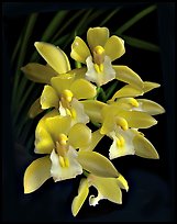 Cymbidium Sarah Jean 'Yellow Cascades'. A hybrid orchid