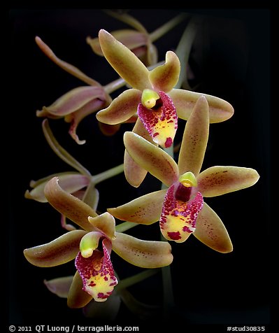 Cymbidium Scallywag. A hybrid orchid (color)
