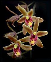 Cymbidium Scallywag. A hybrid orchid ( color)