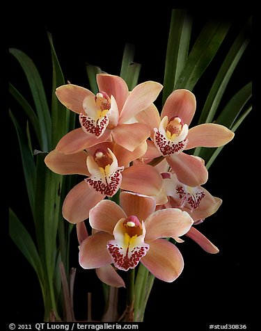 Cymbidium Scott's Sunrise. A hybrid orchid (color)