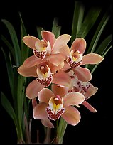 Cymbidium Scott's Sunrise. A hybrid orchid (color)