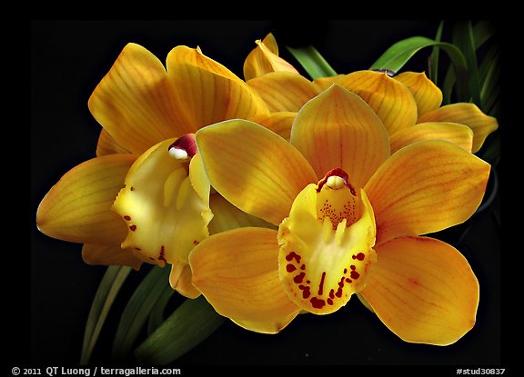 Cymbidium Shifting Sands 'Yellow Bird'. A hybrid orchid (color)