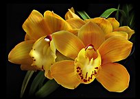 Cymbidium Shifting Sands 'Yellow Bird'. A hybrid orchid