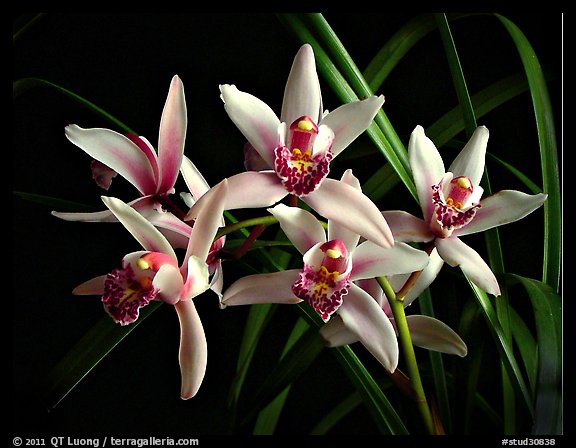 Cymbidium Showgirl 'Malibu'. A hybrid orchid (color)