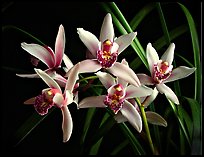 Cymbidium Showgirl 'Malibu'. A hybrid orchid ( color)