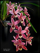 Cymbidium Squirt 'Mem. Esther Loo'. A hybrid orchid