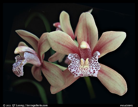 Cymbidium Starbright Flower. A hybrid orchid (color)