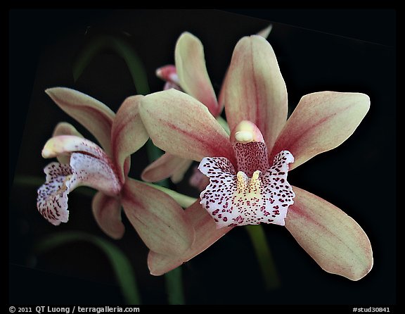 Cymbidium Starbright Flower. A hybrid orchid