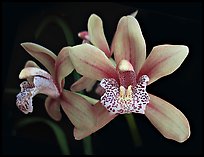 Cymbidium Starbright Flower. A hybrid orchid ( color)