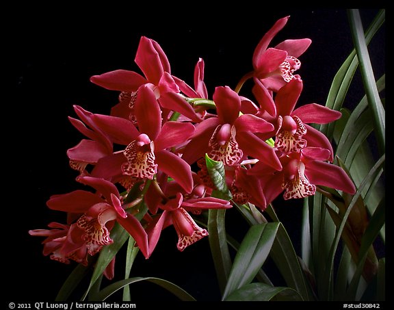 Cymbidium Strathdon 'Chailey Red'. A hybrid orchid (color)
