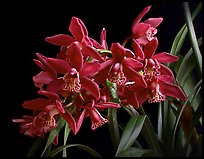 Cymbidium Strathdon 'Chailey Red'. A hybrid orchid ( color)
