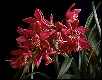 Cymbidium Strathdon 'Chailey Red'. A hybrid orchid (color)