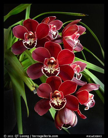 Cymbidium Street Hawk 'Mem. Tom Hank'. A hybrid orchid (color)